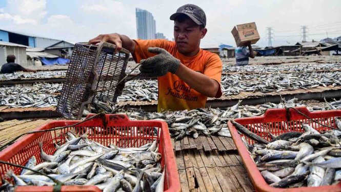 Pekerja menjemur ikan saat proses pengasinan di kawasan Muara Angke, Jakarta