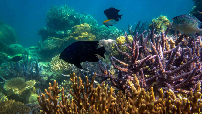 Sejumlah ikan berada di sekitar terumbu karang di wilayah peraian konservasi Taman Nasional Karimunjawa (TNKJ), Jepara, Jawa Tengah.