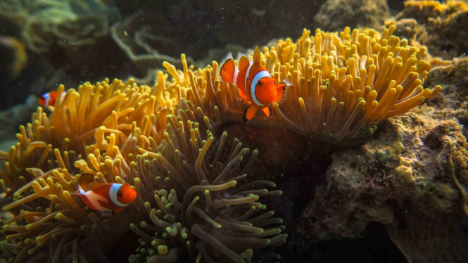 Sejumlah ikan badut (Amphiprioninae) berada di sekitar anemon (Actiniaria) yang hidup di terumbu karang di wilayah peraian konservasi Taman Nasional Karimunjawa (TNKJ), Jepara, Jawa Tengah.
