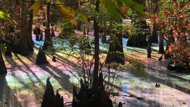 Minyak alami menciptakan efek pelangi di rawa yang terletak di taman nasional First Landing State Park, Virginia, AS. - Allison Goz