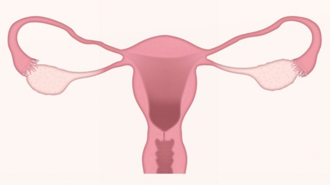 Ilustrasi vagina