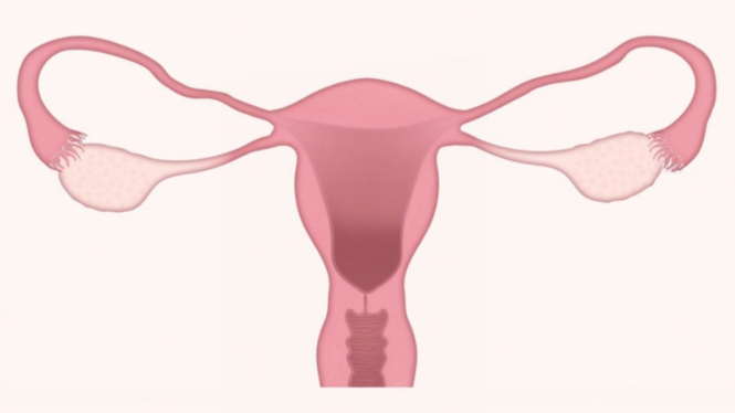 Ilustrasi vagina