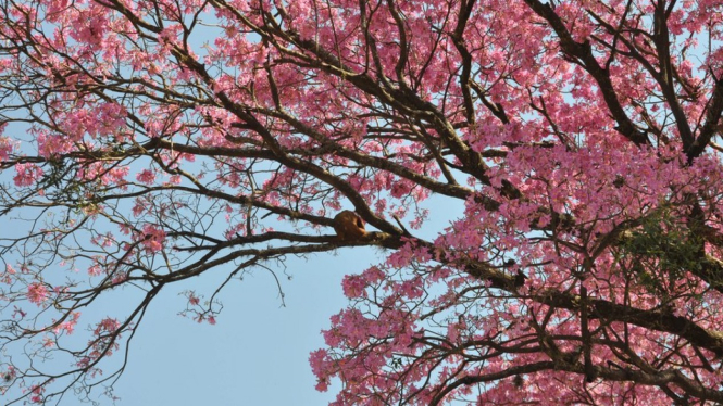Bunga tabebuya, tampak seperti sakura -AFP/Getty Images