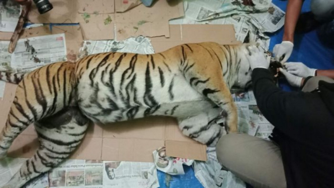 Harimau ini hamil besar dan sudah hampir melahirkan namun akhirnya tewas setelah terjerat perangkap.
