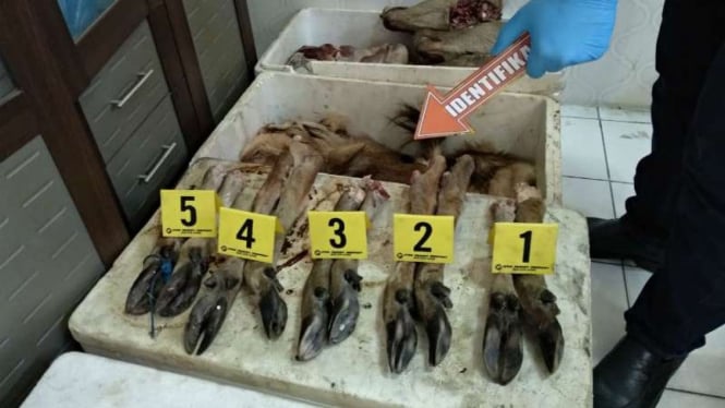 Barang bukti potongan tubuh satwa rusa hasil perburuan ilegal di Taman Nasional Ujung Kulon, Banten.