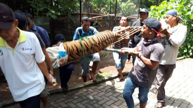 Petugas BKSDA Jawa Tengah, Polisi, dan pegawai Kebun Binatang Semarang menggotong harimau yang lepas dari kandangnya pada Rabu, 5 Desember 2018.