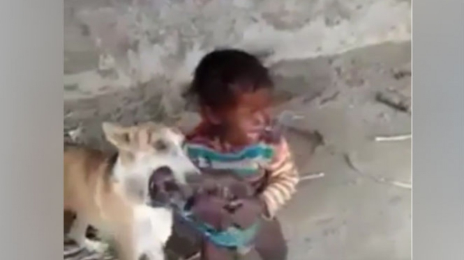 Induk anjing dan anak kecil rebutan anak anjing.