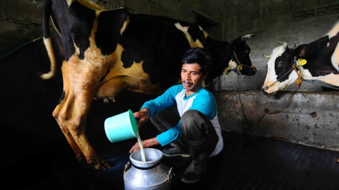 Peternak menuangkan hasil perahan susu sapi di kawasan lereng Gunung Merapi, Dangean, Gedangan, Cepogo, Boyolali, Jawa Tengah