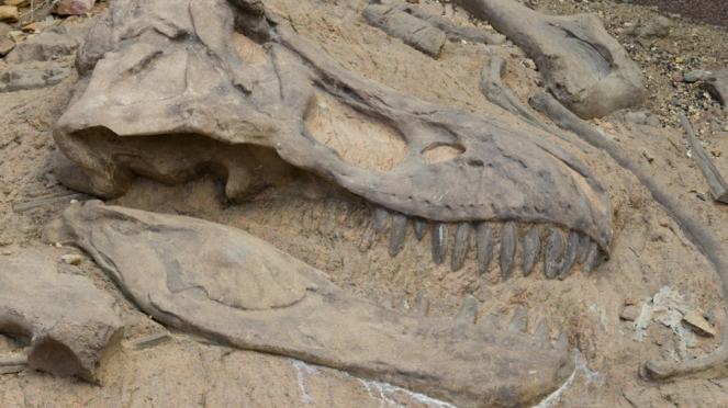 Dinosaur Fossil Similar to T-rex Has Been Found