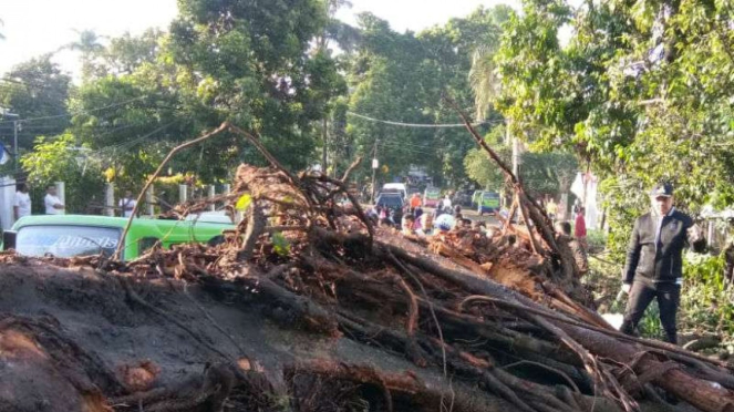 Pohon roboh usai angin puting beliung menghantam Bogor,  Jawa Barat.