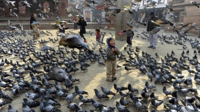 Anak-anak memberikan makanan kepada burung dara di Kathmandu, Nepal. - Getty Images
