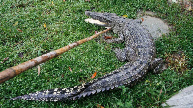 Seekor buaya muara (Crocodylus porosus) yang baru dievakuasi berada di kebun bintang Kasang Kulim, Kabupaten Kampar, Riau (Foto ilustrasi)
