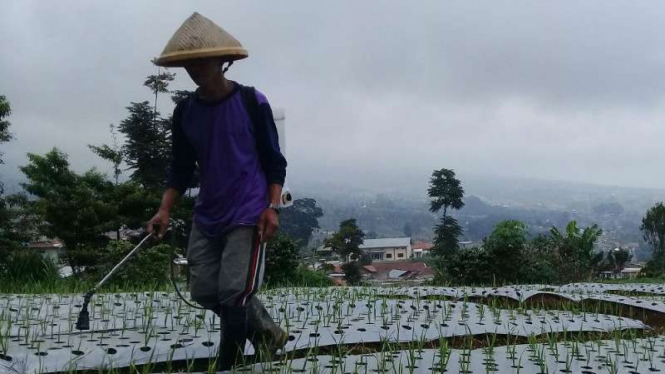 Petani bawang putih di Kecamatan Kledung, Kabupaten Temanggung, Jawa Tengah.