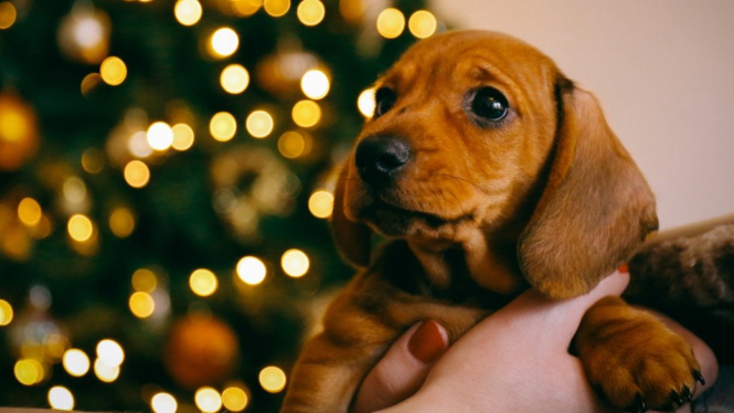 Anjing dan pohon Natal, paduan yang indah, namun para pegiat hak-hak hewan mengatakan hadiah Natal berupa binatang peliharaan bukan gagasan yang baik. - Getty Images