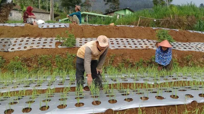 Petani bawang putih di Desa Adipuro, Kecamatan Kaliangkrik, Kabupaten Magelang, 