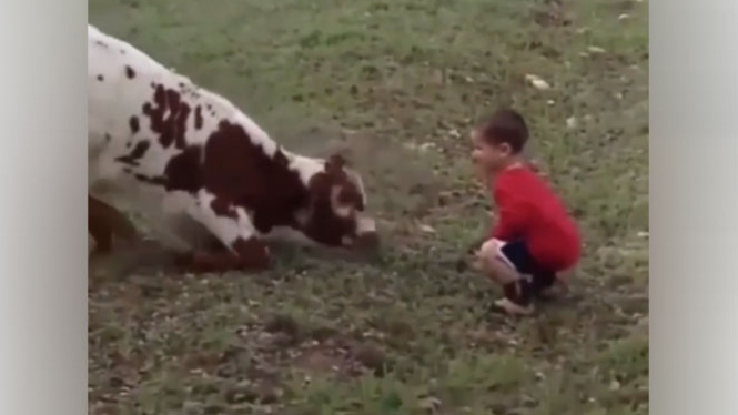 Bocah menantang seekor sapi.