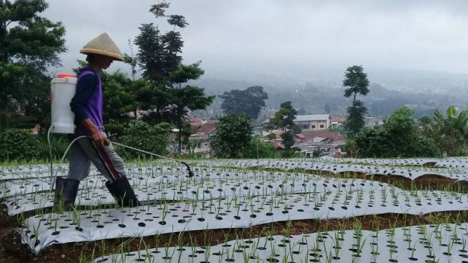 Petani bawang putih di kecamatan Kledung Kabupate Temanggung, Jawa Tengah.