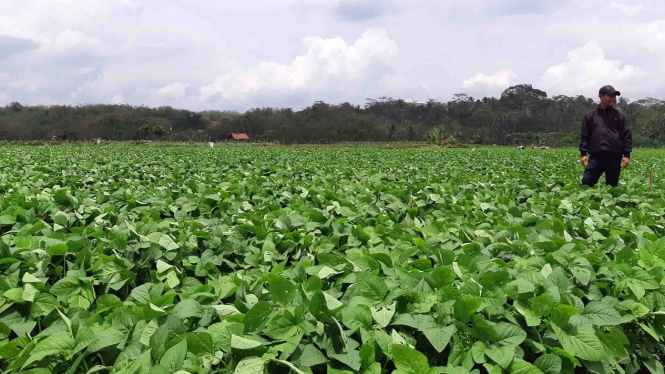 Lahan tanaman edamame atau kedelai Jepang yang dikembangkan PT Kenkyo Foods Tech Industry bersama petani lokal di Temanggung, Jawa Tengah