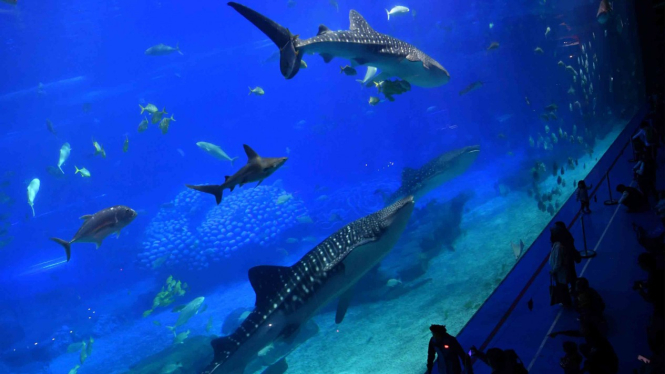 Wow Begini Suasana Wisata Di Whale Shark Aquarium Vlix Id