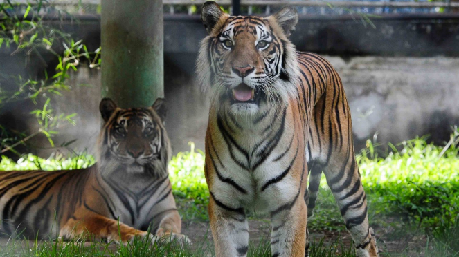 Dua harimau Sumatera (Panthera tigris sumatrae) betina dewasa berada di dalam kandang Kebun Binatang Taman Rimba, Jambi