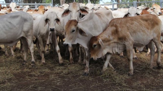 Sepanjang tahun 2018 diperkirakan lebih dari 400 ribu ekor sapi Australia telah diekspor ke Indonesia.