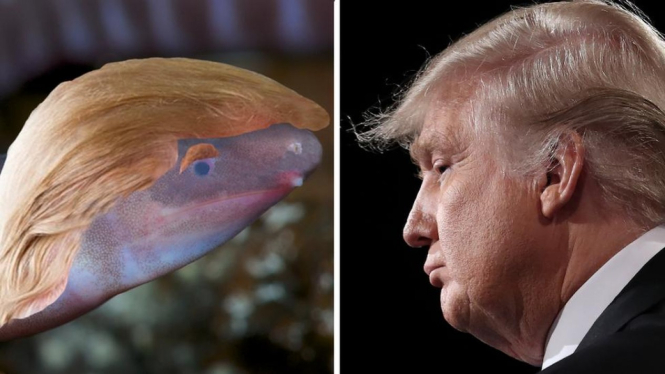 EnviroBuild, perusahaan yang memenangkan hak penamaan makhluk tersebut, menambahkan rambut khas presiden Donald Trump pada bagian kepala amfibi. - EnviroBuild / Getty Images