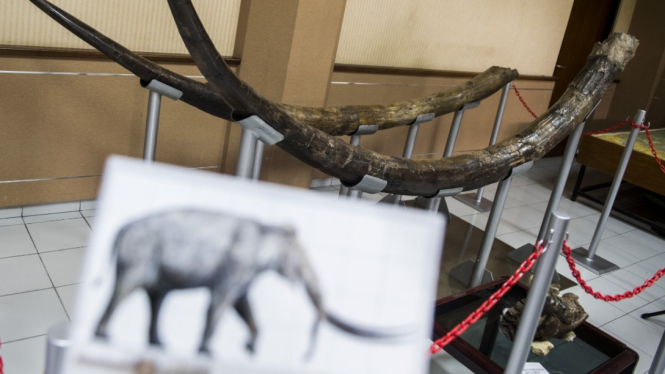 Temuan fosil Gading Stegodon milik mamut (nenek moyang gajah).