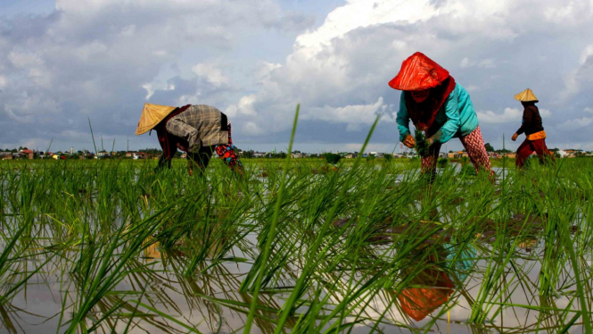 Petani menanam padi di area persawahan Pallangga, Kabupaten Gowa, Sulawesi Selatan