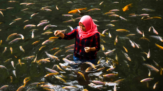 Seorang wisatawan memberi makan ikan-ikan di mata air Umbul Senjoyo, Desa Tegalwaton, Tengaran, Kabupaten Semarang, Jawa Tengah, Jumat, 21 Desember 2018.