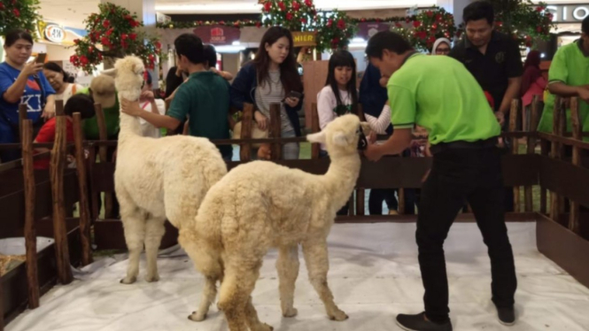 Alpaca asal Amerika Selatan di Tangerang City Mall