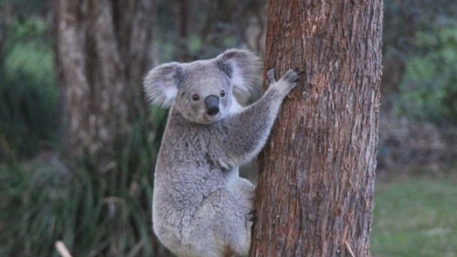 Koala di Cagar Alam Port Macquarie. Ada kekhawatiran jumlah koala di NSW dan Queensland menurun dengan cepat.