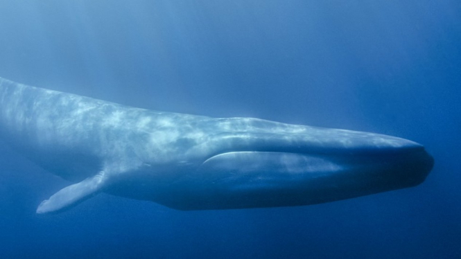 Jepang akan memulai lagi perburuan ikan paus secara komersial Juli mendatang. - BBC