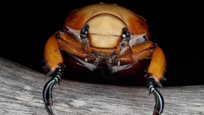 Kumbang