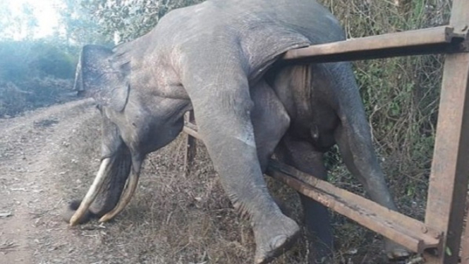 Tragis, Gajah Mati Lemas Tersangkut Pagar Saat Mencari 