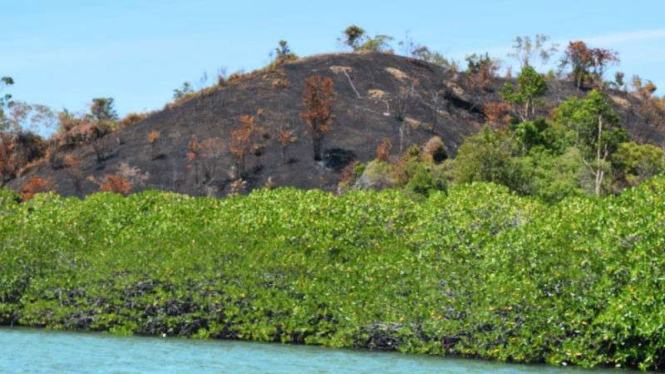 Hutan di Pulau Taraju, sebuah pulau di kawasan objek wisata bahari Teluk Mandeh, Pesisir Selatan, Sumatera Barat, hangus terbakar.