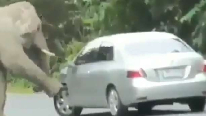 Gajah bermain dengan mobil