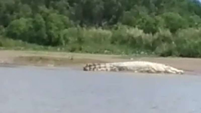 Buaya putih sedang berjemur di pinggiran sungai di Aceh Singkil.