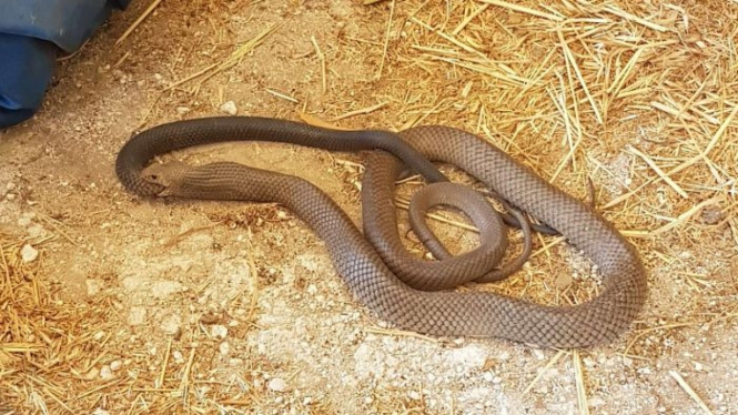 Apakah ini ular yang luar biasa panjangnya? Ternyata seekor ular coklat sedang memangsa ular lainnya.