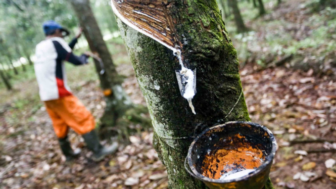 Petani memanen getah karet di Banyuasin, Sumatera Selatan