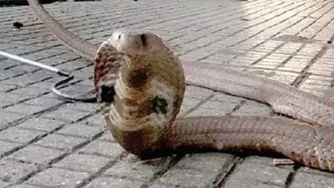 Ular kobra.