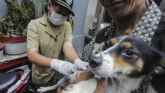 Petugas Dinas Ketahanan Pangan, Kelautan, dan Perikanan (KPKP) menyuntikan vaksin rabies ke anjing peliharaan milik warga di kawasan Mangga Dua Selatan, Jakarta, Selasa (08/1). - ANTARA FOTO/MUHAMMAD ADIMAJA