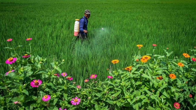 Petani menyemprot padi menggunakan pupuk cair organik di areal persawahan yang telah ditanami tanaman golongan ‘Refugia’ di Desa Mijen, Kebonagung, Demak, Jawa Tengah