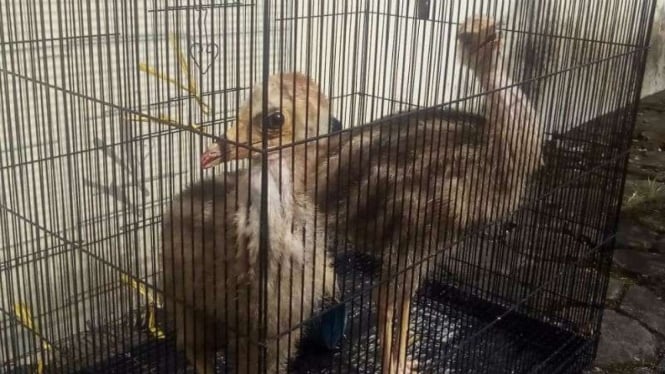 Polisi menyita beberapa ekor burung kasuari, burung khas Papua, yang akan dijual oleh seorang tersangka di Bantul, Daerah Istimewa Yogyakarta, Jumat, 11 Januari 2019.