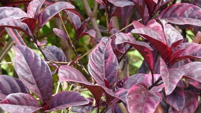 5000 Gambar Daun Duduk Gratis 5000 Gambar Daun Duduk Gratis