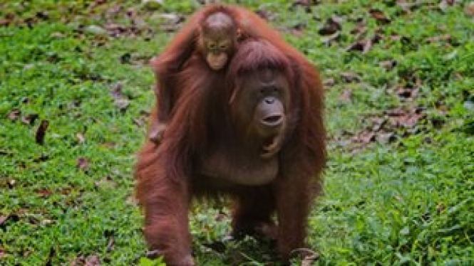 Semua orangutan Borneo adalah spesies langka yang dilindungi undang-undang. - Getty Images/Barcroft Media