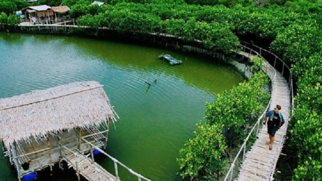 Pantai Maron Pesona Hutan Mangrove Di Kota Semarang Viva