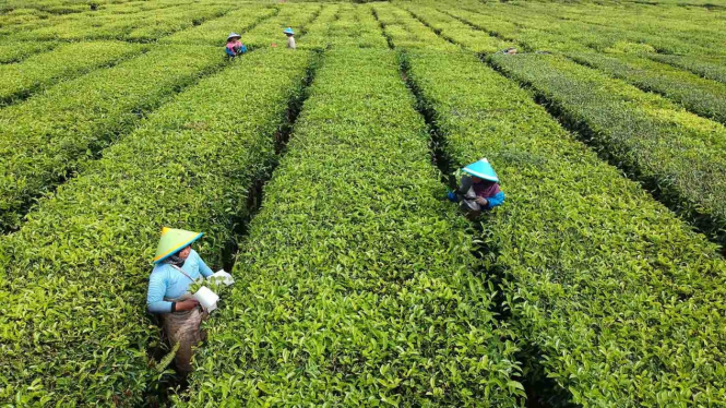 Pekerja memetik pucuk daun teh di area perkebunan PT Perkebunan Nusantara (PTPN).