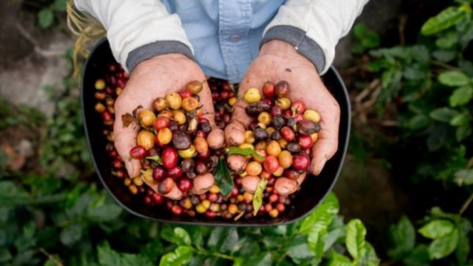 Kita meminum dua jenis kopi dari lebih 100 buah yang tumbuh di alam. - Getty Images