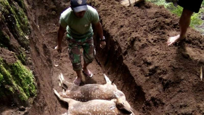 Petugas menguburkan rusa-rusa tutul yang mati secara misterius di penangkaran Coban Jahe, Jabung, Kabupaten Malang, Jawa Timur, pada Minggu, 20 Januari 2019.