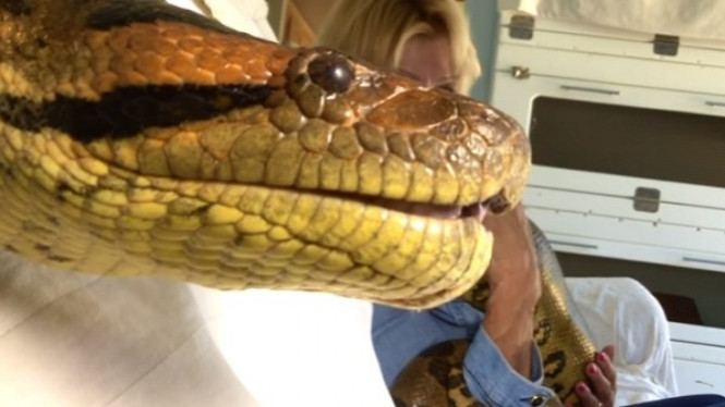 Ular anaconda besar.